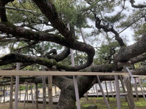 IMG_0982